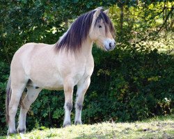 horse Lukas (Fjord Horse, 2005, from Memo)