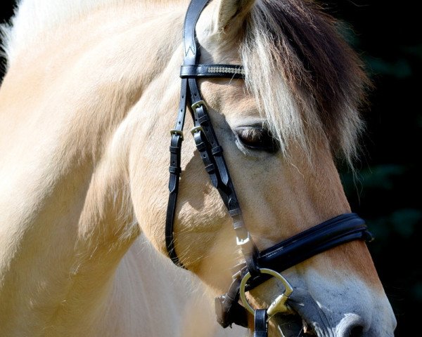 horse Janosch (Fjord Horse, 2000, from Jon Halsnæs)