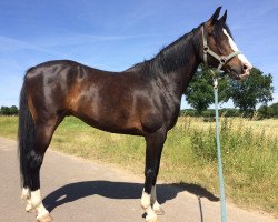 dressage horse Millenium 17 (German Riding Pony, 2010, from Miraculix)