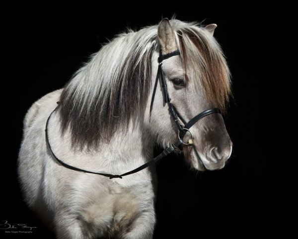 Pferd Ionas (Fjordpferd, 2010, von Ilmar)