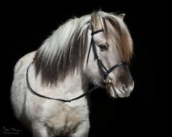 horse Ionas (Fjord Horse, 2010, from Ilmar)