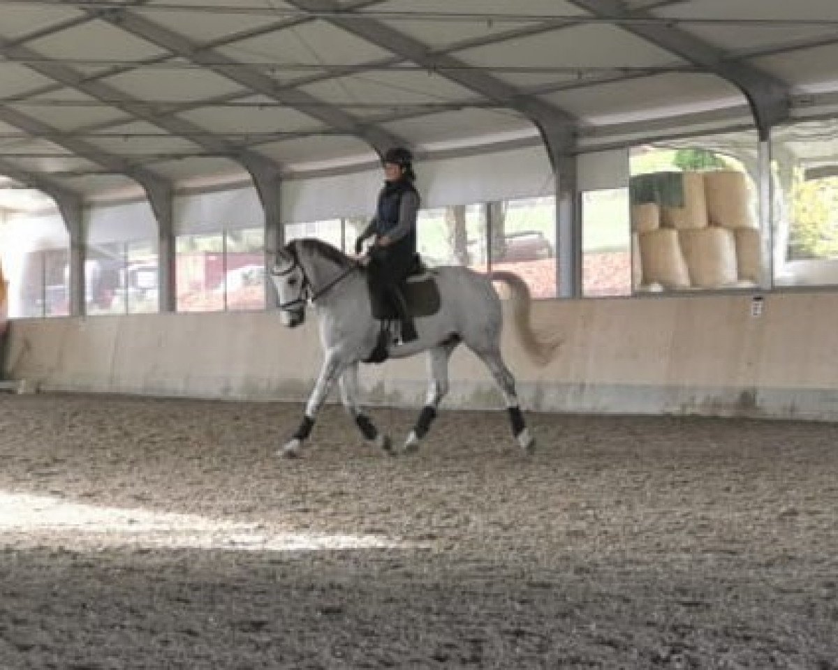 Dressurpferd Cassanova II (KWPN (Niederländisches Warmblut), 2007, von Royal Bravour)