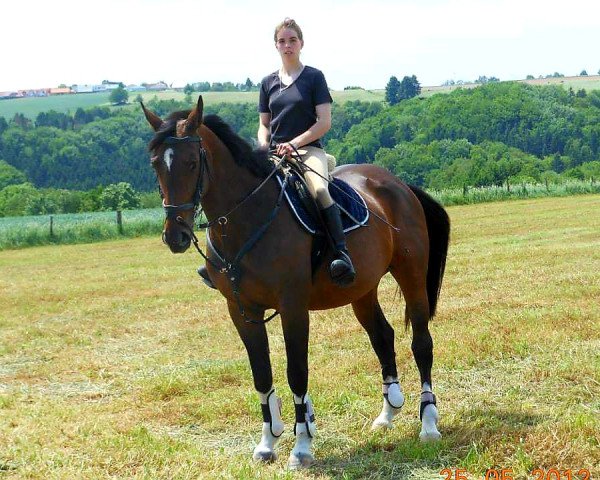 broodmare Aronia (Zweibrücken, 2002, from Almaro)