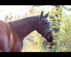 dressage horse Bueno 20 (Deutsches Sportpferd, 2016, from HBS Backround)