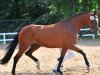 broodmare Baronesse of Glory (German Sport Horse, 2011, from Belissimo NRW)