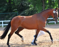 dressage horse Baronesse of Glory (Deutsches Sportpferd, 2011, from Belissimo NRW)