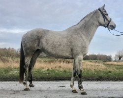 broodmare Kaiser‘s Deern AML (German Sport Horse, 2008, from Kaiserwind)