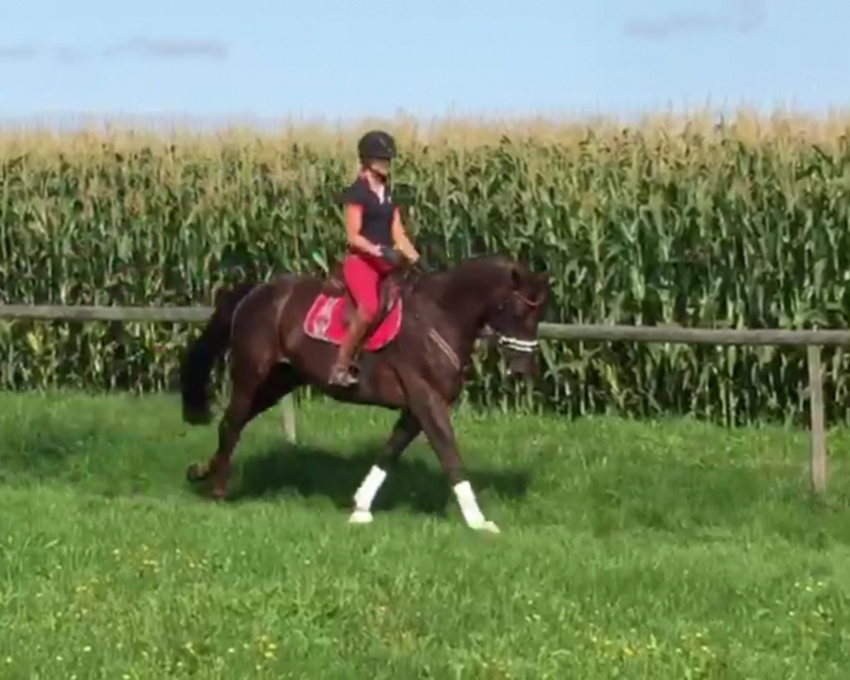 Pferd Viking Du landais (Selle Français, 2009, von Flipper d'Elle)