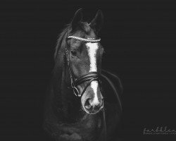 dressage horse Sam 1149 (Hanoverian, 2013, from Spörcken)