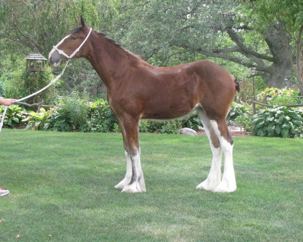 Zuchtstute Brigadoon Faith (Clydesdale, 2011, von Cook's Mr. Magnificent)