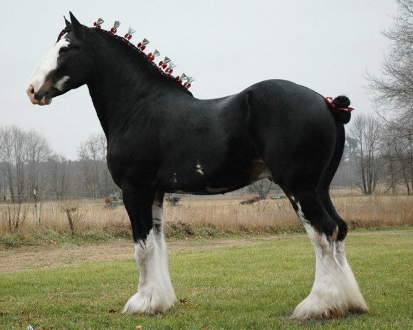 stallion Mistyland Jinx (Clydesdale, 2009, from Pinnacle's Lucky Strike)