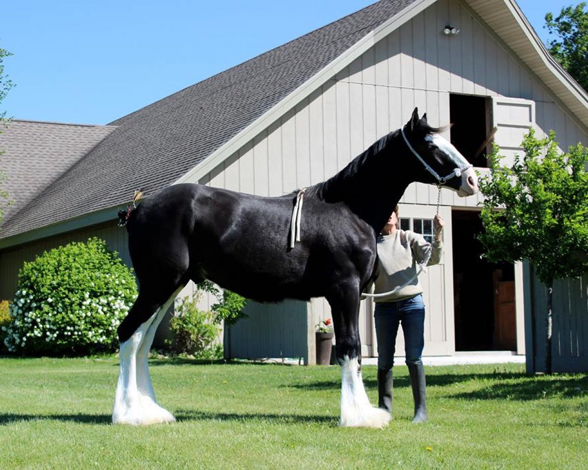 horse Briarwood's Code Blue (Clydesdale, 2014, from Mistyland Jinx)