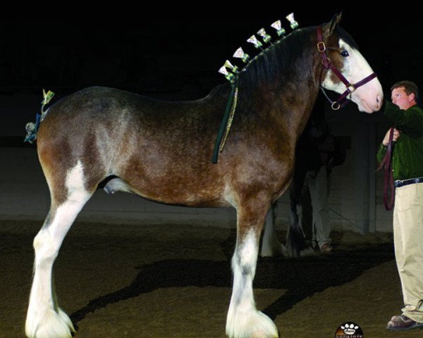 Deckhengst Clydesdale Creek's Jeremiah (Clydesdale, 2007, von North Country Major)