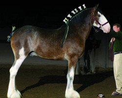 stallion Clydesdale Creek's Jeremiah (Clydesdale, 2007, from North Country Major)