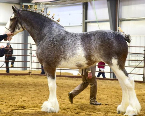 Zuchtstute Briarwood's Deja Blue (Clydesdale, 2013, von Clydesdale Creek's Jeremiah)