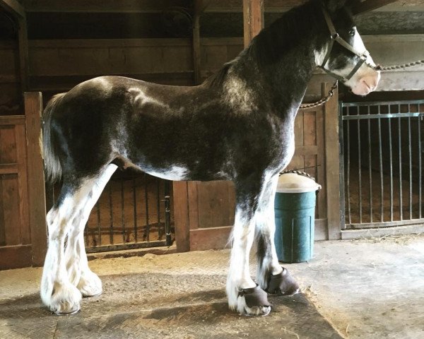 horse Briarwood's Blue Label (Clydesdale, 2015, from Willow Way Marshall)