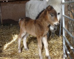 Pferd Buschenbachs Indian Anouk (Westfale, 2015, von Indian Summer vom Fasanenweg)