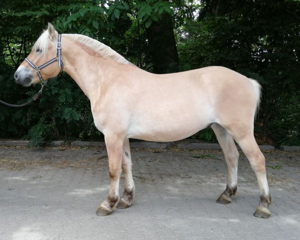 Pferd Harley d'Ober (Fjordpferd, 2017, von Torsetblakken)