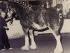 Zuchtstute Mapledoon Princess Hannah (Clydesdale, 1987, von Benedictine Gold Nugget)