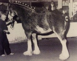 broodmare Mapledoon Princess Hannah (Clydesdale, 1987, from Benedictine Gold Nugget)