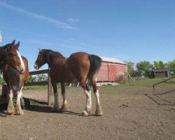 Zuchtstute Fargo's Carrie's Kate (Clydesdale, 2006, von Evergreen Jake)