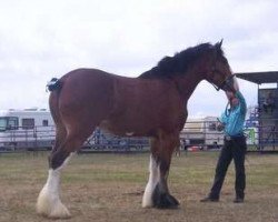 Zuchtstute Fargo's Carries April (Clydesdale, 2002, von Victors II Chance)