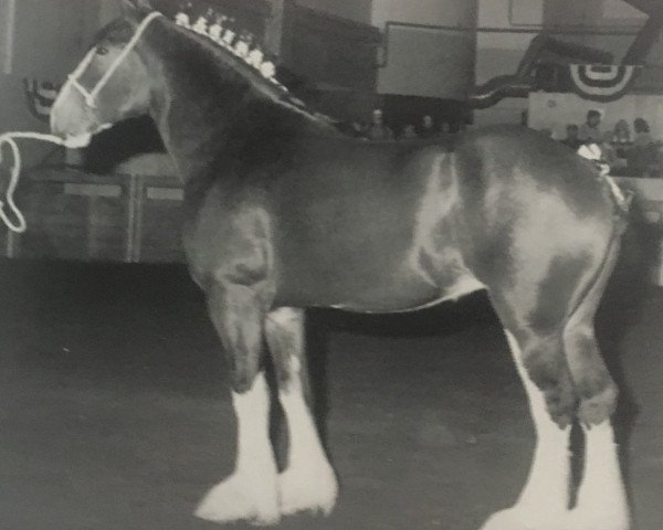 broodmare Faydar Nanette (Clydesdale, 1991, from Jonesway Country Squire)