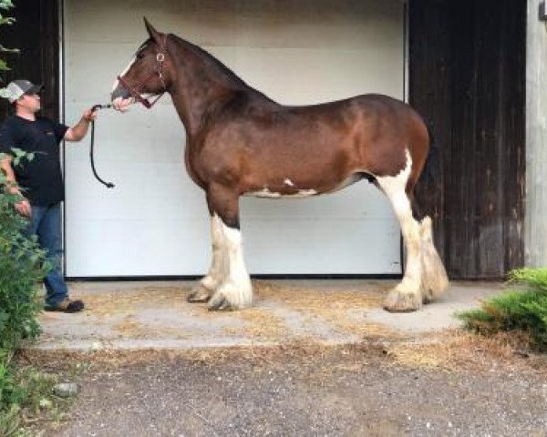 broodmare Faydar Kenzie (Clydesdale, 2010, from Cranbrook Joe Black)