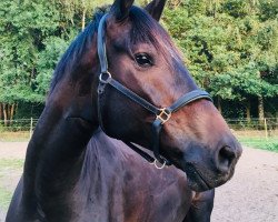 jumper Vancouver Island W (Hanoverian, 2014, from Viscount 22)