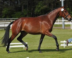 broodmare Curly Sue (Hanoverian, 2009, from Conteur)