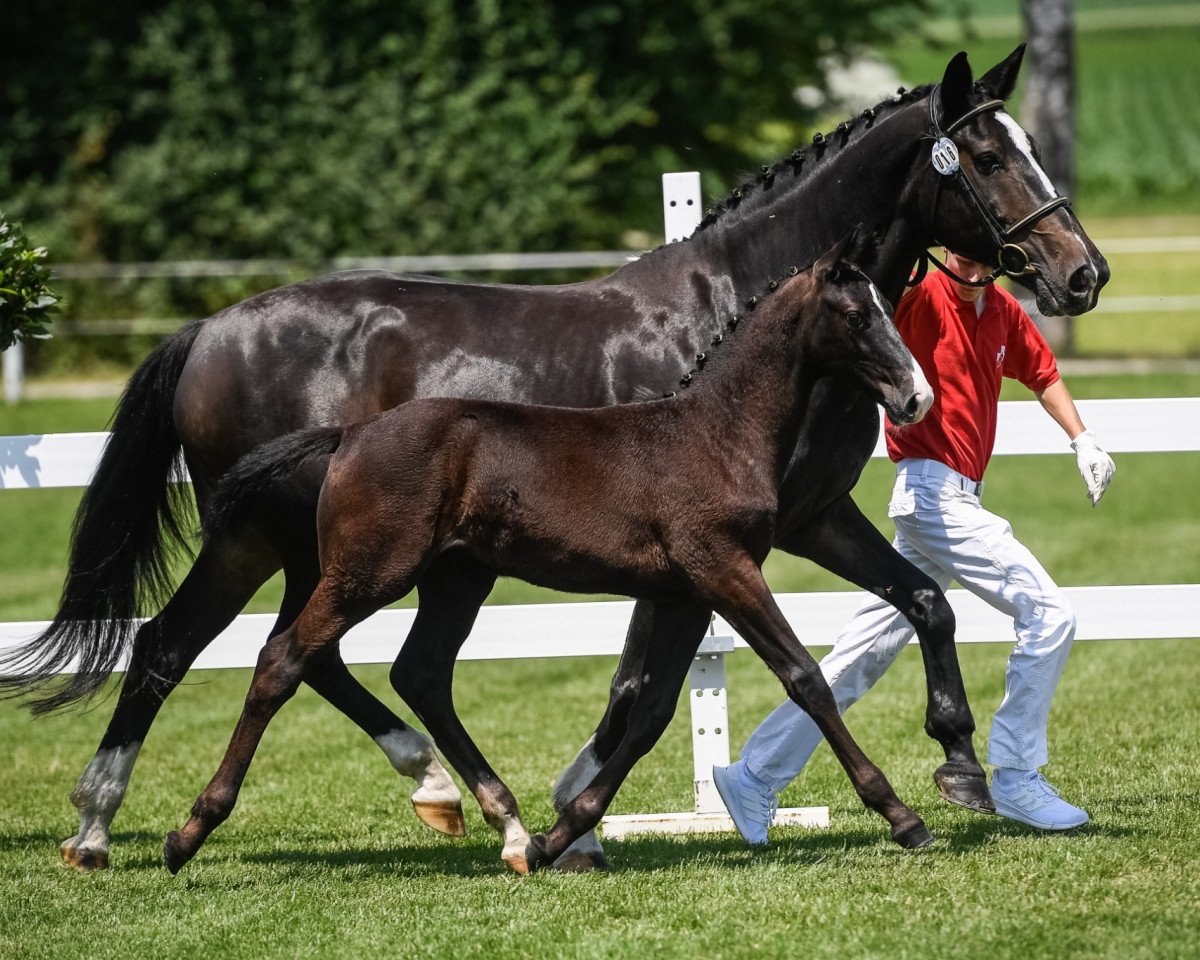 jumper Crackerjack CH (Swiss Warmblood, 2020, from Cachacco Blue)