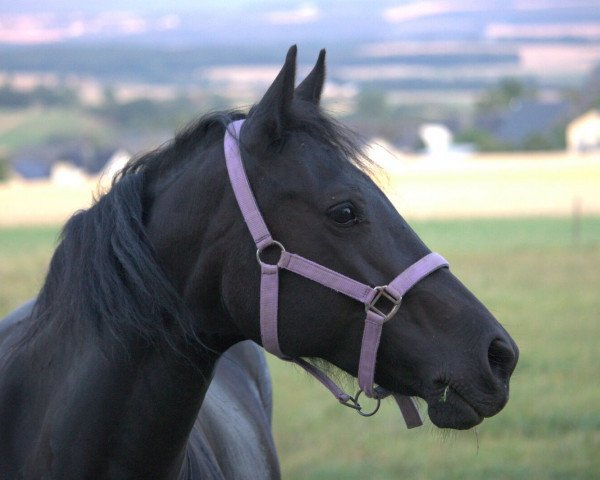 Pferd Rhosygarreg Delyth (Welsh-Cob (Sek. D), 2010, von Cwmmeudwy Step-on)