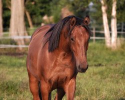 jumper Kentucky Vintage GH (Oldenburger Springpferd, 2018, from Kannan)