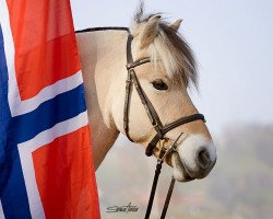 horse Filou (Fjord Horse, 2009, from Dylan)