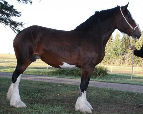 Zuchtstute Faydar Fancy (Clydesdale, 2003, von Faydar Linda's Mike)