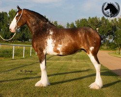 Zuchtstute Faydar Lexi (Clydesdale, 2010, von Cranbrook Joe Black)