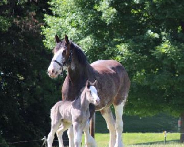 broodmare Faydar Kelly (Clydesdale, 2009, from Cranbrook Joe Black)