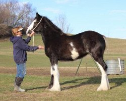 Zuchtstute Briarwood Nash's Opry (Clydesdale, 2016, von Willow Way Nash)