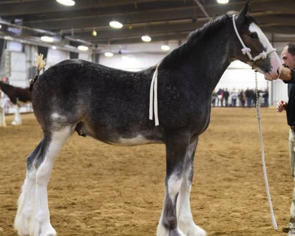 stallion Briarwood Nash's Blue Print (Clydesdale, 2018, from Willow Way Nash)