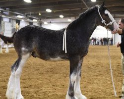 stallion Briarwood Nash's Blue Print (Clydesdale, 2018, from Willow Way Nash)