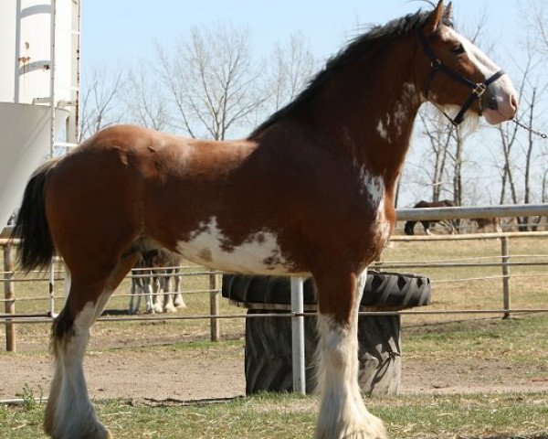 Deckhengst Willow Way Horton (Clydesdale, 2007, von Thistle Ridge Eaton Venture)