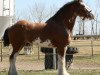 stallion Willow Way Horton (Clydesdale, 2007, from Thistle Ridge Eaton Venture)