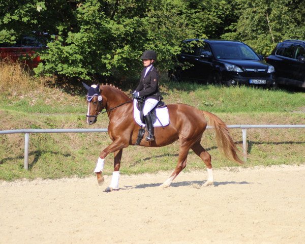 broodmare Delphine vom Schafhof (Hanoverian, 2012, from De Niro)