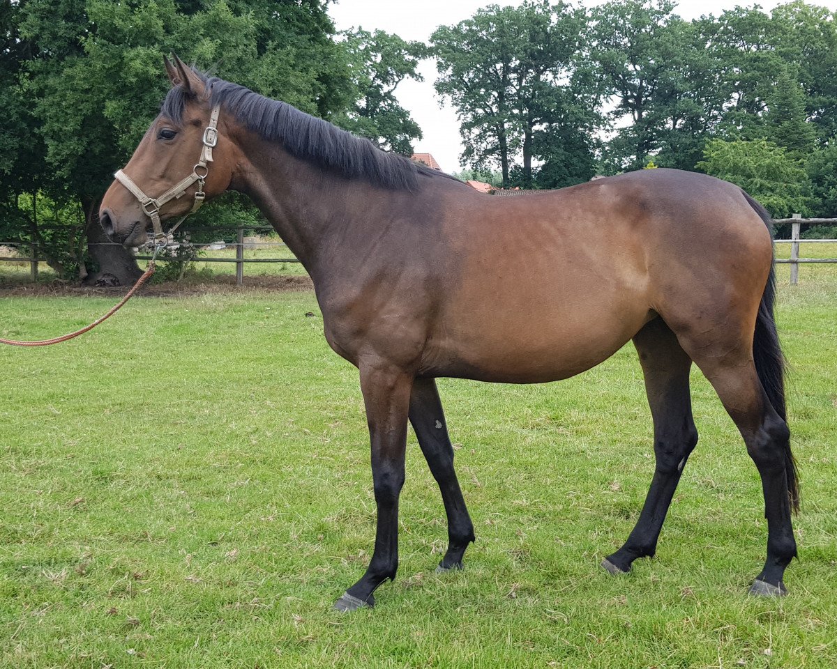 broodmare Cholula of Frielingen (Zangersheide riding horse, 2017, from Canoso)