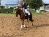 dressage horse Howard 9 (German Riding Pony, 2005, from Crown Hartbreaker)