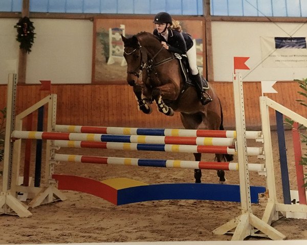 jumper Don de Luxe 3 (German Riding Pony, 2011, from Don Juan)