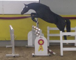 jumper Duplo (German Sport Horse, 2016, from Diarado's Boy)