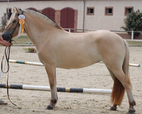 Pferd Samira (Fjordpferd, 2016, von Vacceur)