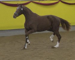 dressage horse Vitalia (Württemberger, 2017, from Vitalis)