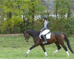 dressage horse Glücksbote (Trakehner, 2016, from Goldschmidt)